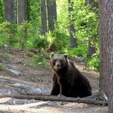 Brown bear